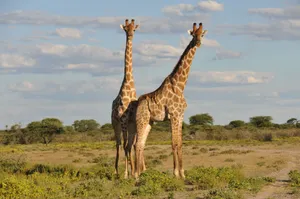 Two giraffes stand elegantly on the vast African savanna under a clear blue sky. jigsaw puzzle