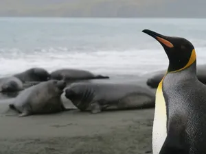 A king penguin stands on the coast of South Georgia Island with seals in the background. jigsaw puzzle