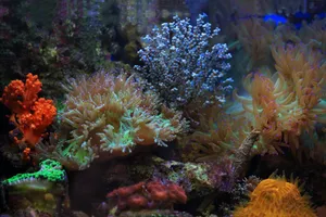 A vividly colorful coral reef ecosystem showcasing diverse marine life. jigsaw puzzle