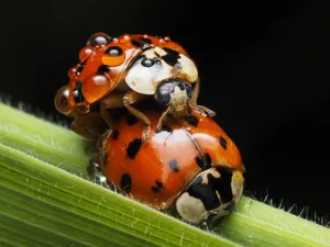 Macro photography of two ladybugs mating on a green leaf, showcasing detailed textures and vibrant colors. jigsaw puzzle