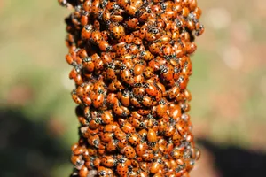 A large cluster of vibrant ladybugs gathering on a branch outdoors. jigsaw puzzle