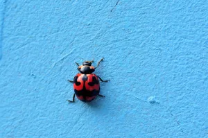 Stunning close-up of a ladybug showcasing vibrant shell patterns on a blue surface. jigsaw puzzle