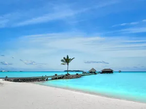 Experience a serene tropical paradise with a pier and palm tree on a clear beach. jigsaw puzzle