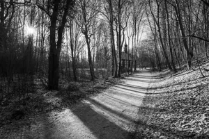 A sunlit path through a bare winter forest. jigsaw puzzle