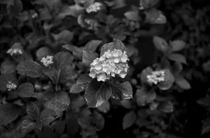 grayscale photo of flower in bloom jigsaw puzzle