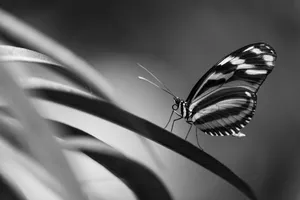 closeup photo of butterfly perching on plant jigsaw puzzle