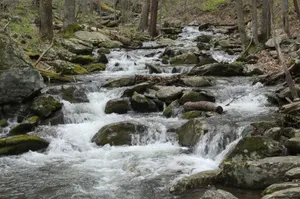 body of water near trees jigsaw puzzle