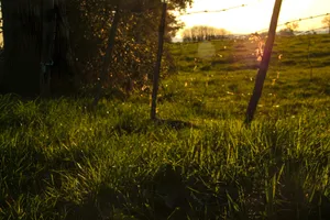 a grassy area with trees and a body of water in the background jigsaw puzzle