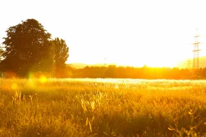 the sun is shining on a field of tall grass jigsaw puzzle