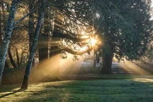 green leaf trees illuminated by sun's rays jigsaw puzzle