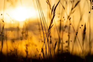 silhouette of grass during sunset jigsaw puzzle