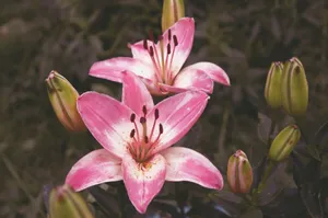 close-up photography of two white-and-pink petal flowers jigsaw puzzle