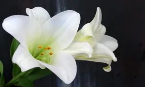 white and yellow flower in close up photography jigsaw puzzle