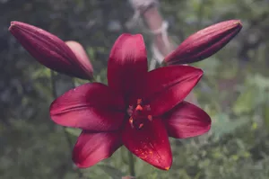 red 6-petal flower jigsaw puzzle