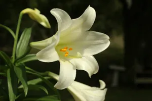 a close up of a white flower with a blurry background jigsaw puzzle