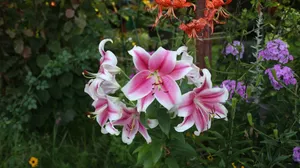 Pink and white lilies bloom in a garden setting. jigsaw puzzle