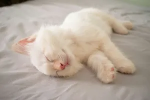 short-furred white kitten lying on bed jigsaw puzzle