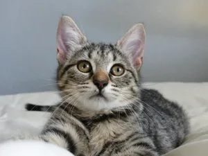 silver tabby cat on white textile jigsaw puzzle