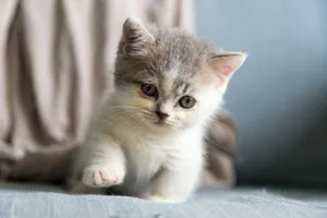 white and gray kitten on white textile jigsaw puzzle