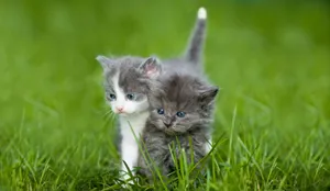 white and gray kitten on green grass during daytime jigsaw puzzle