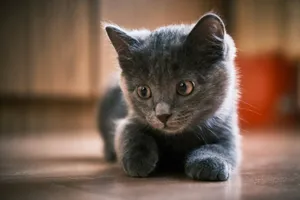 russian blue cat on brown wooden table jigsaw puzzle
