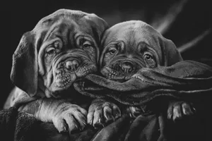 a couple of dogs laying on top of a blanket jigsaw puzzle