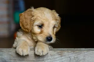 brown short coat puppy jigsaw puzzle