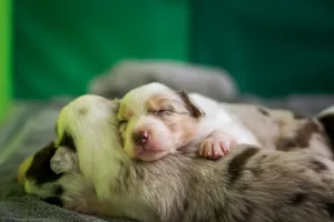 white and brown short coated puppy jigsaw puzzle