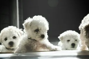a group of small white dogs sitting next to each other jigsaw puzzle