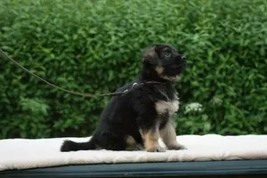 a dog on a leash jigsaw puzzle