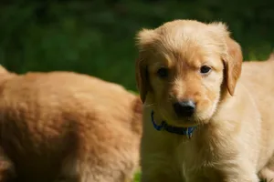 a small brown dog standing next to another brown dog jigsaw puzzle