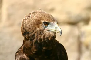 brown and white eagle in close up photography during daytime jigsaw puzzle