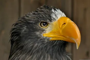 a close up of a bald eagle with a wooden background jigsaw puzzle