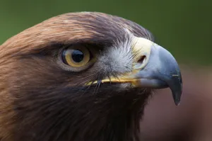 close-up photo of brown eagle jigsaw puzzle