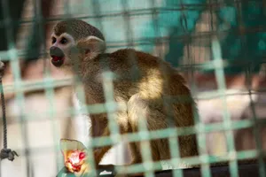 three brown monkeys on cage jigsaw puzzle