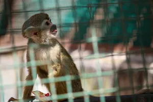 brown and white monkey on cage jigsaw puzzle
