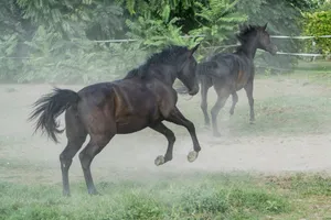 Two dark horses running in a dusty field. jigsaw puzzle