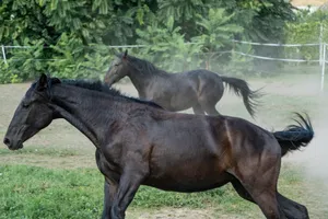 Two dark horses running in a dusty field jigsaw puzzle
