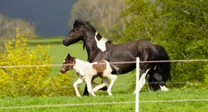 a horse and a dog running on grass jigsaw puzzle
