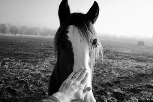 A hand gently pets a horse's face jigsaw puzzle