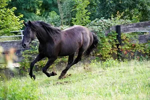 a horse running in a field near a fence jigsaw puzzle