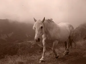 white horse photograph jigsaw puzzle