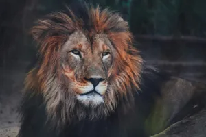 a close up of a lion laying on the ground jigsaw puzzle