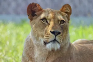 a close up of a lion in a field of grass jigsaw puzzle
