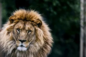 lion in close up photography jigsaw puzzle