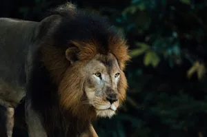 lion in green grass during daytime jigsaw puzzle