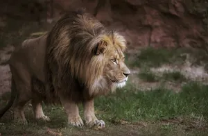 lion on green grass field during daytime jigsaw puzzle