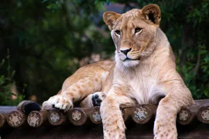 brown lioness lying on wooden platform jigsaw puzzle