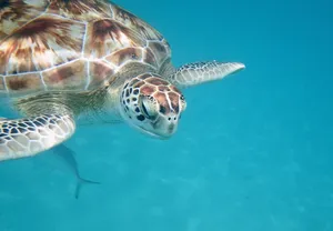 a green turtle swimming in the ocean jigsaw puzzle