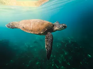 a turtle swims in the water near a coral reef jigsaw puzzle